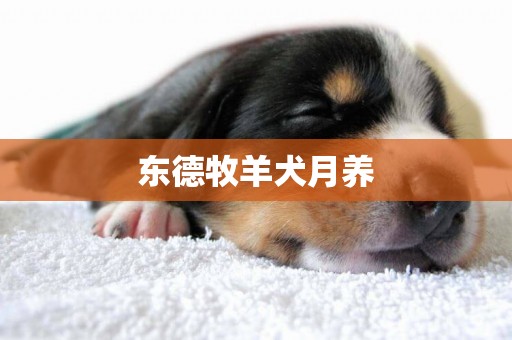 東德牧羊犬月養
