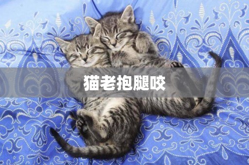 貓老抱腿咬