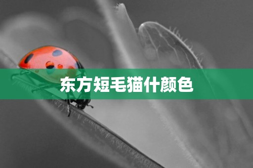 東方短毛貓什顏色