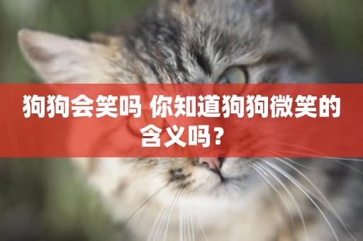 狗狗會笑嗎 你知道狗狗微笑的含義嗎？