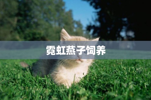 霓虹燕子飼養