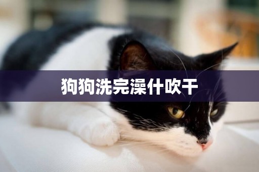 狗狗洗完澡什吹干
