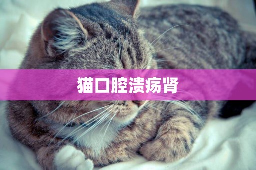 貓口腔潰瘍腎
