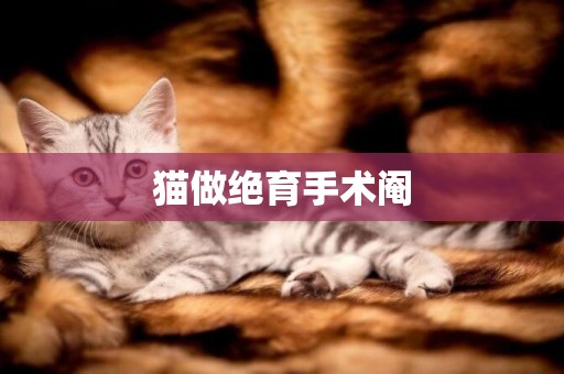 貓做絕育手術閹