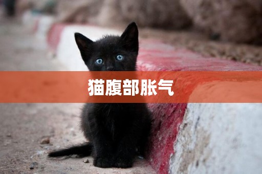 貓腹部脹氣