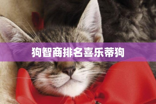 狗智商排名喜樂蒂狗