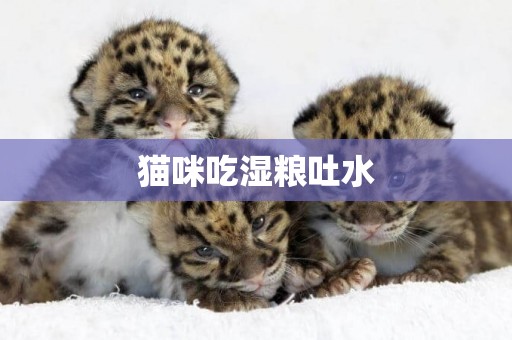 貓咪吃濕糧吐水