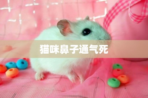 貓咪鼻子通氣死