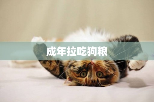 成年拉吃狗糧