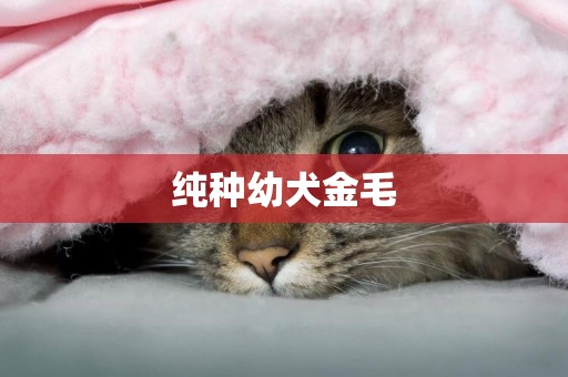 純種幼犬金毛
