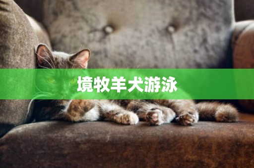 境牧羊犬游泳