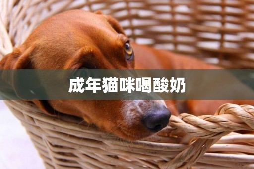 成年貓咪喝酸奶