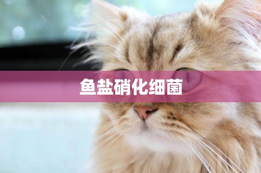 魚鹽硝化細菌
