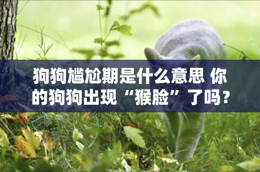 狗狗尷尬期是什么意思 你的狗狗出現“猴臉”了嗎？
