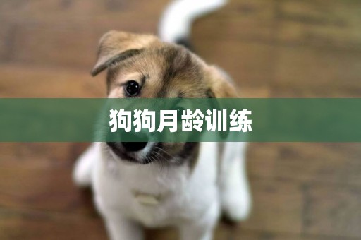 狗狗月齡訓練