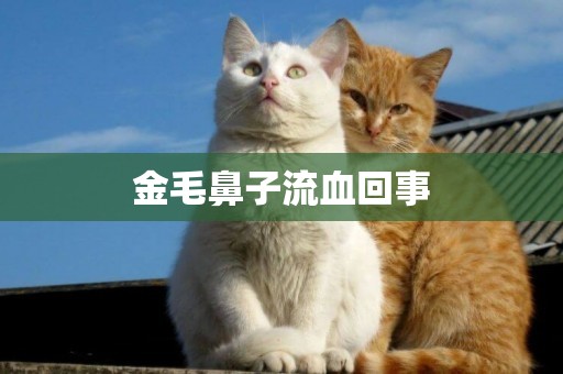 金毛鼻子流血回事