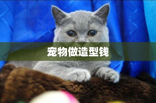 寵物做造型錢