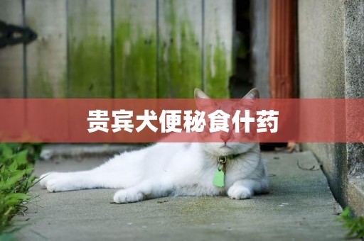 貴賓犬便秘食什藥