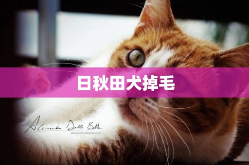 日秋田犬掉毛