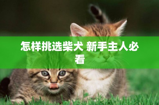 怎樣挑選柴犬 新手主人必看