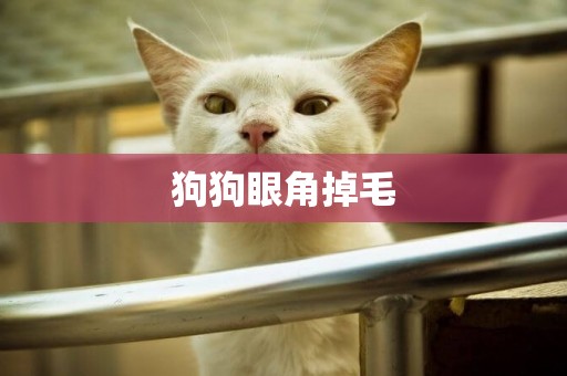 狗狗眼角掉毛