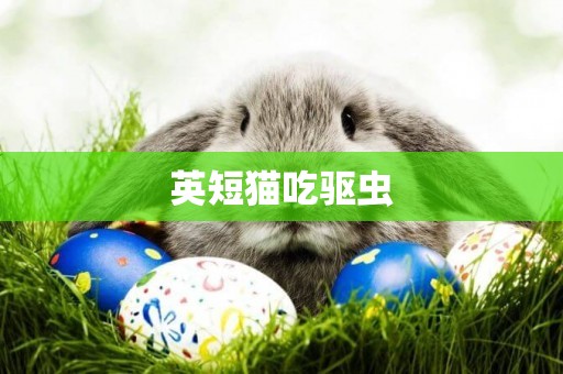英短貓吃驅蟲
