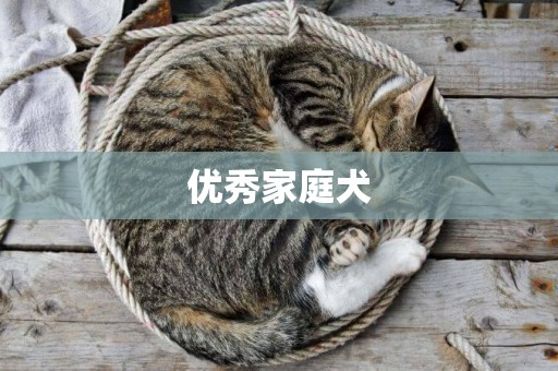 優秀家庭犬