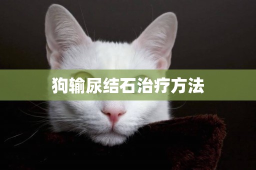 狗輸尿結石治療方法