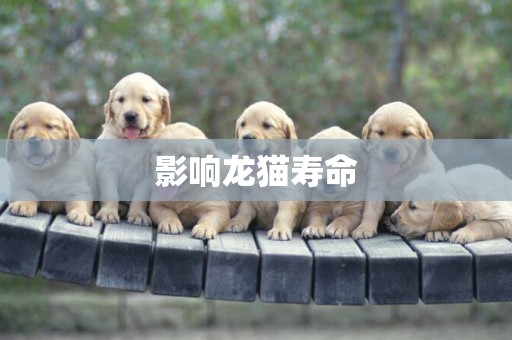 影響龍貓壽命