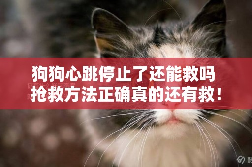 狗狗心跳停止了還能救嗎 搶救方法正確真的還有救！