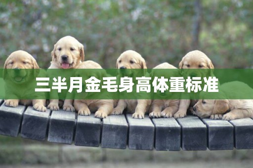 三半月金毛身高體重標準