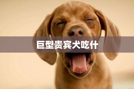 巨型貴賓犬吃什