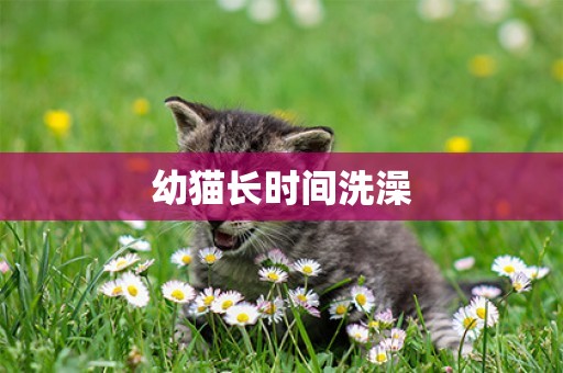 幼貓長時間洗澡