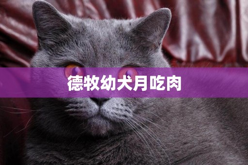 德牧幼犬月吃肉