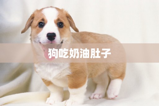狗吃奶油肚子