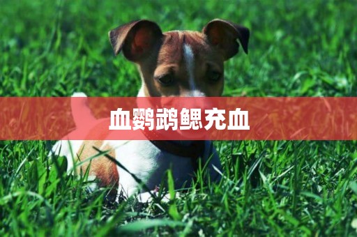 血鸚鵡鰓充血