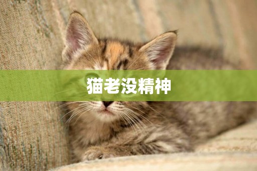 貓老沒精神