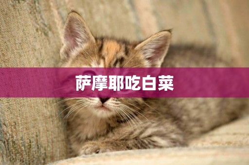 薩摩耶吃白菜