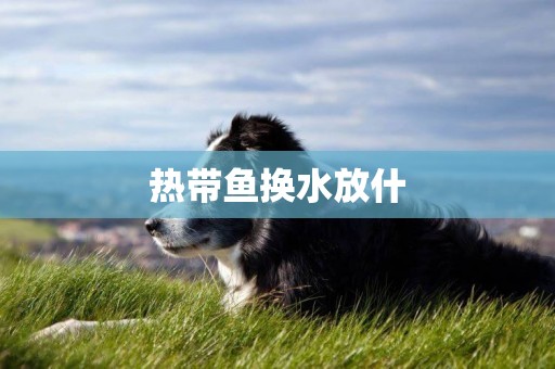 熱帶魚換水放什