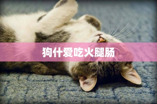 狗什愛吃火腿腸