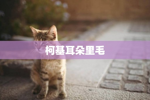 柯基耳朵里毛