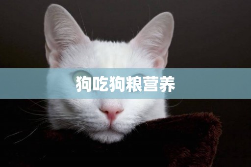 狗吃狗糧營養
