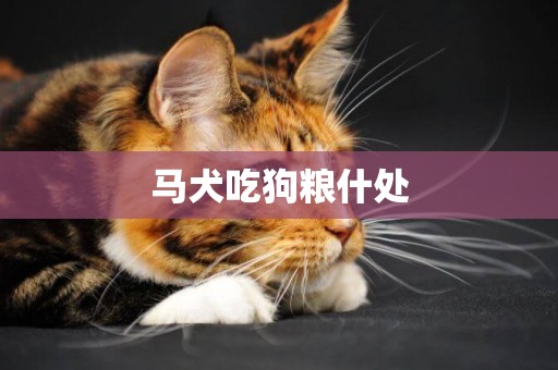 馬犬吃狗糧什處