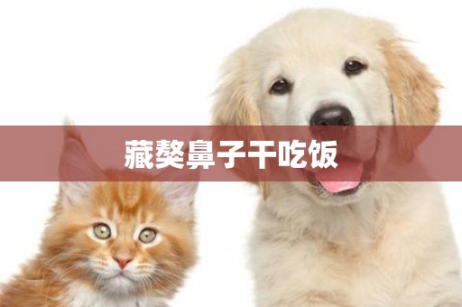 藏獒鼻子干吃飯