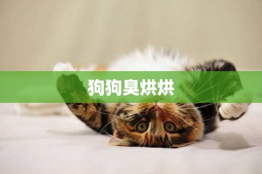 狗狗臭烘烘