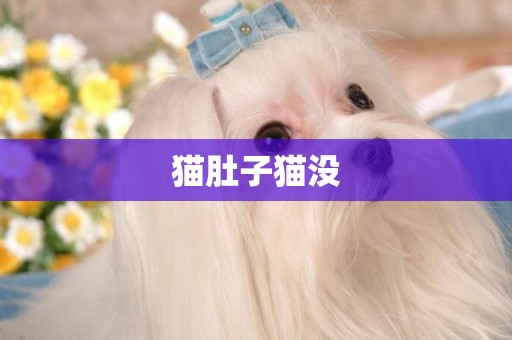貓肚子貓沒