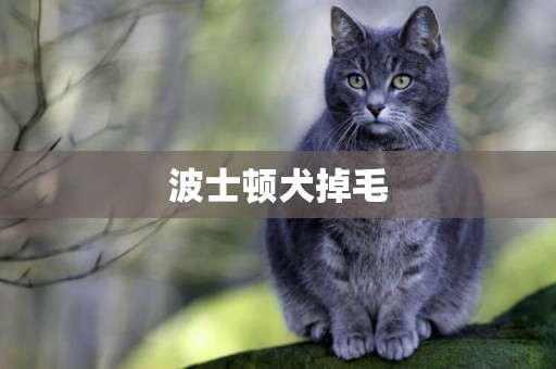 波士頓犬掉毛