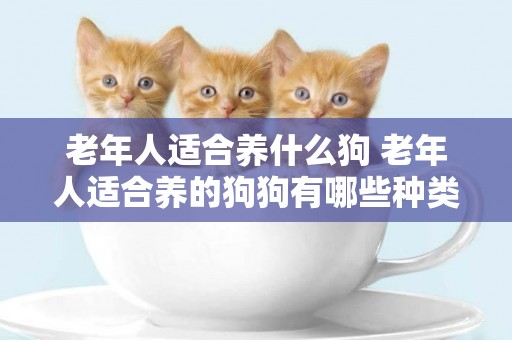 老年人適合養什么狗 老年人適合養的狗狗有哪些種類