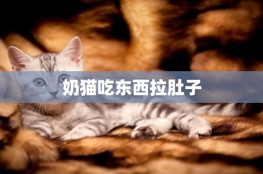 奶貓吃東西拉肚子