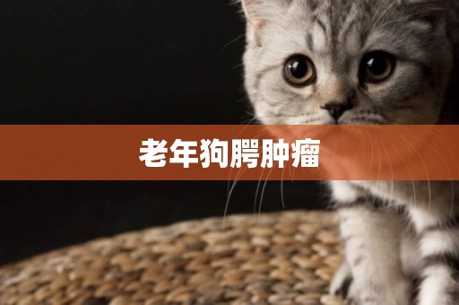 老年狗腭腫瘤